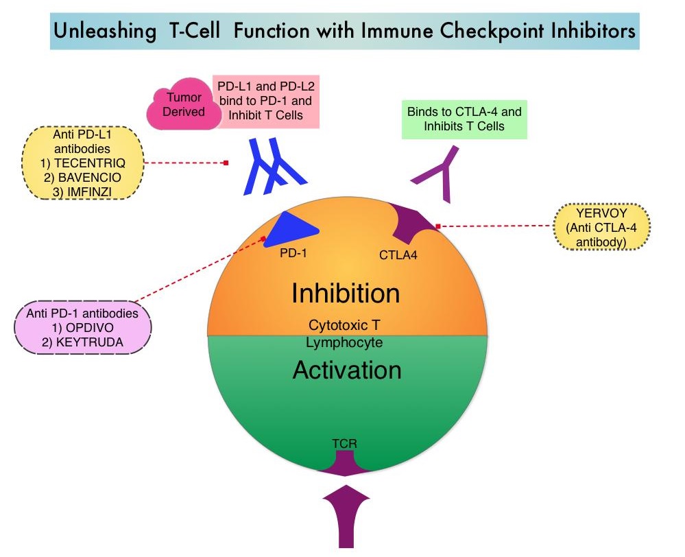 FDA Approves KEYTRUDA® Plus Chemotherapy For Triple Negative Breast ...