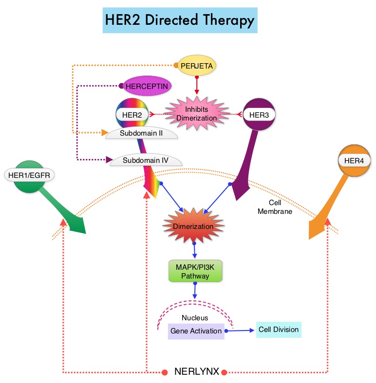 Her 2 new 3. Ингибитор her2. Her2 диагноз. Her2 Oncology. Her2 статус-